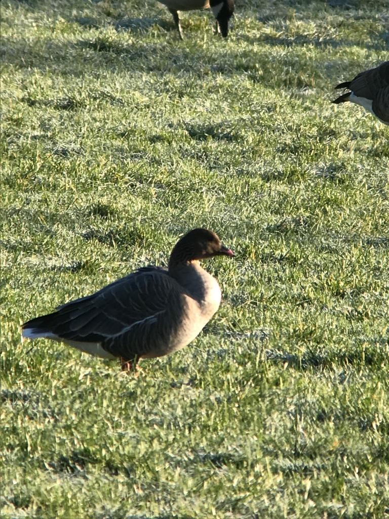 Pink-footed Goose - ML300146761