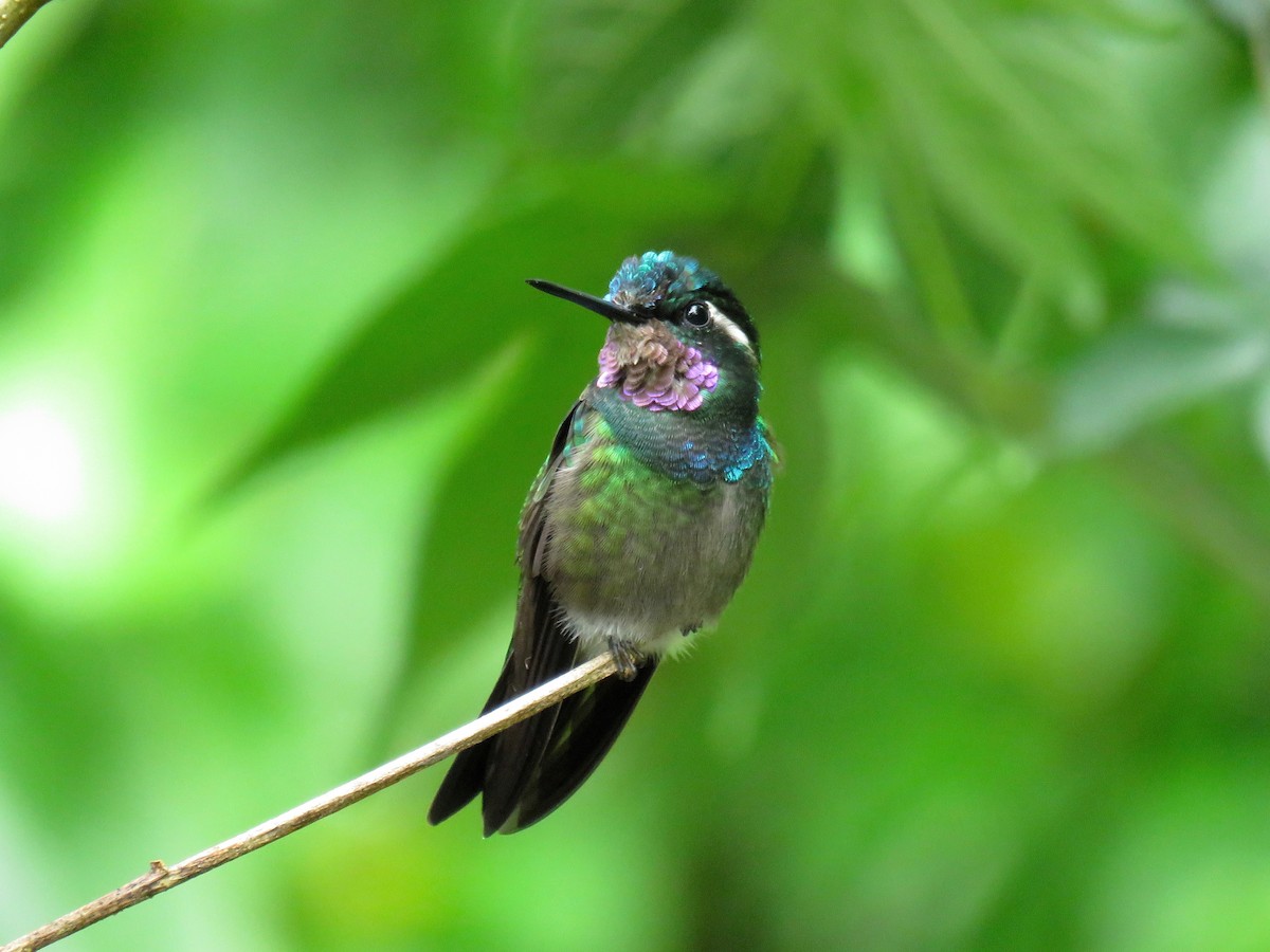 kolibřík fialovohrdlý - ML30014711