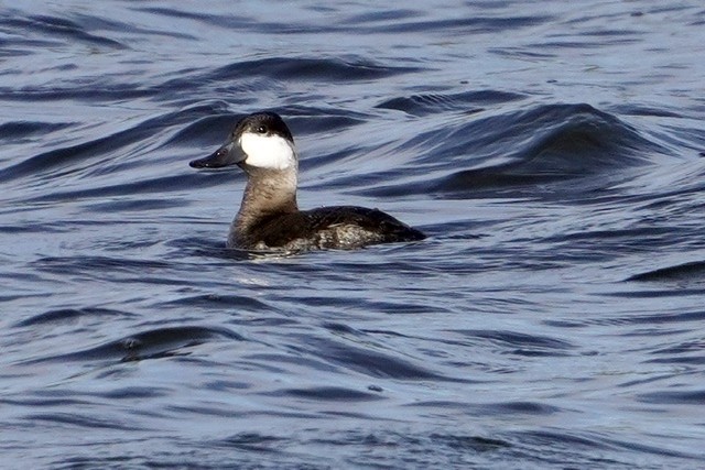 Ruddy Duck - ML300147391