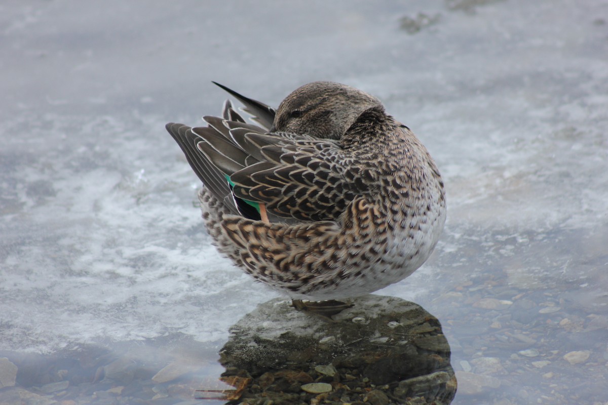 Ногоохон нугас - ML300147541