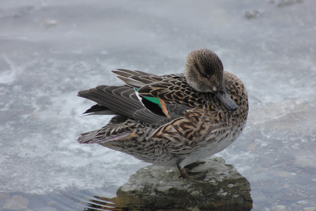 Ногоохон нугас - ML300147551