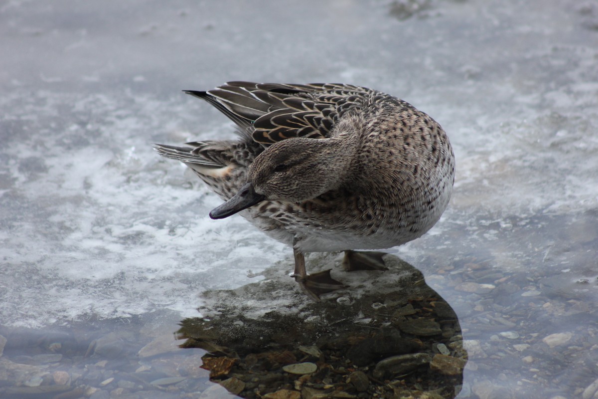 Ногоохон нугас - ML300147571