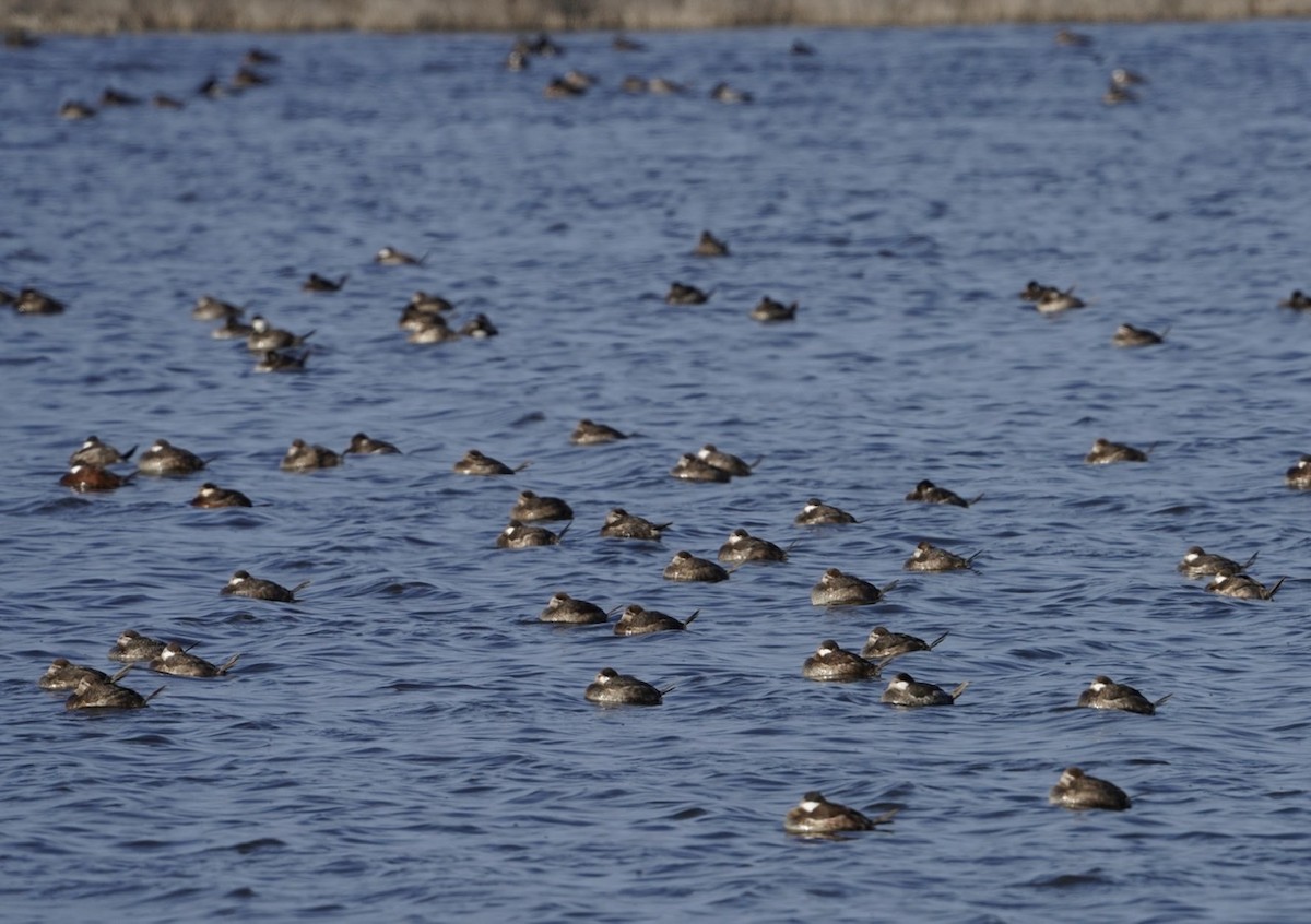 Ruddy Duck - ML300148091