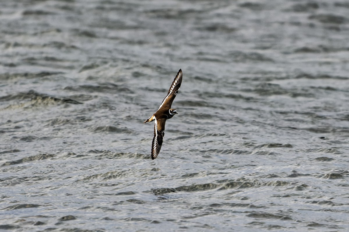 Killdeer - ML300150221