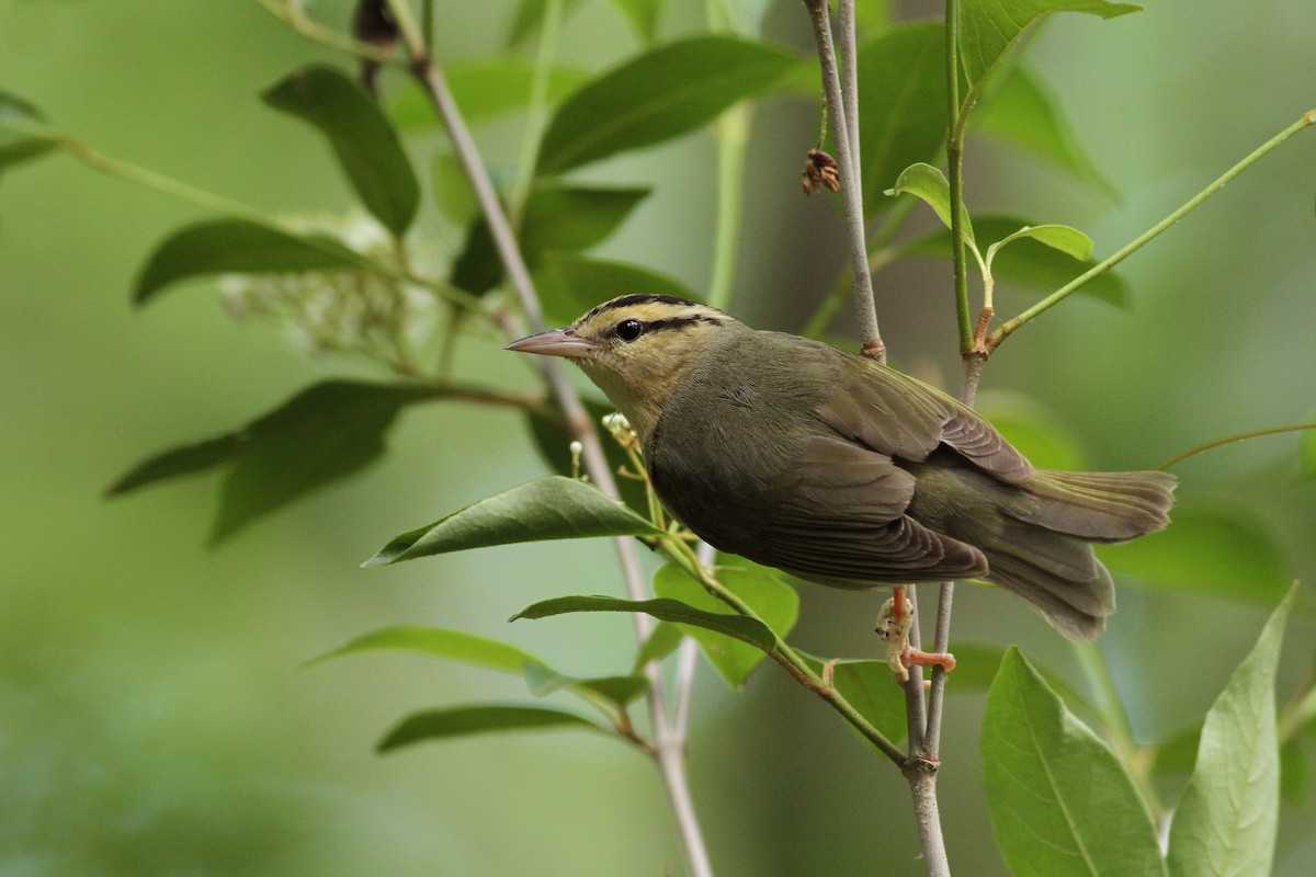 Paruline vermivore - ML30015031