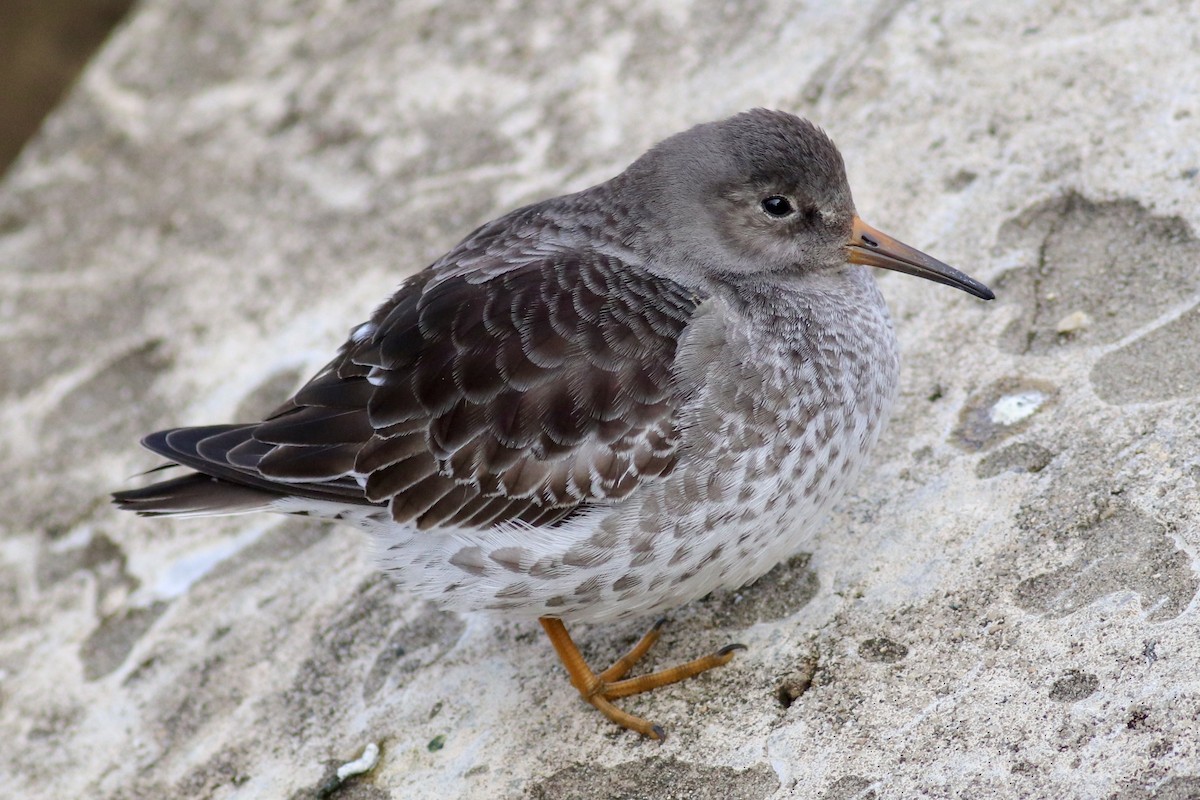 Purple Sandpiper - Andrew Marden