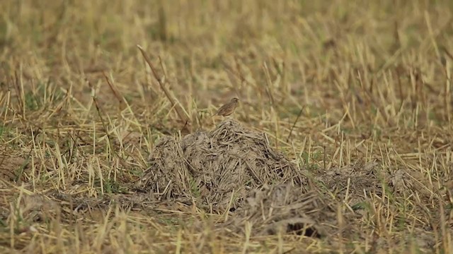 Singing Bushlark (Australasian) - ML300152831