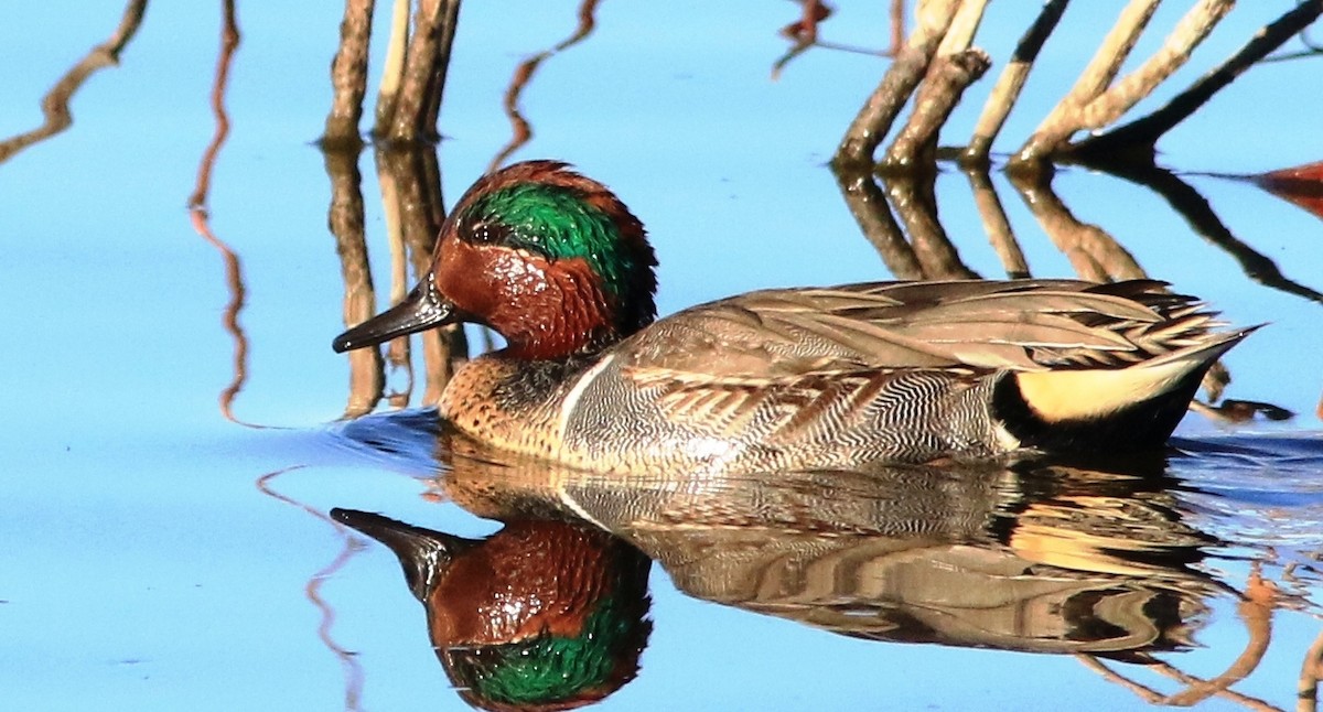 Green-winged Teal - ML300152941