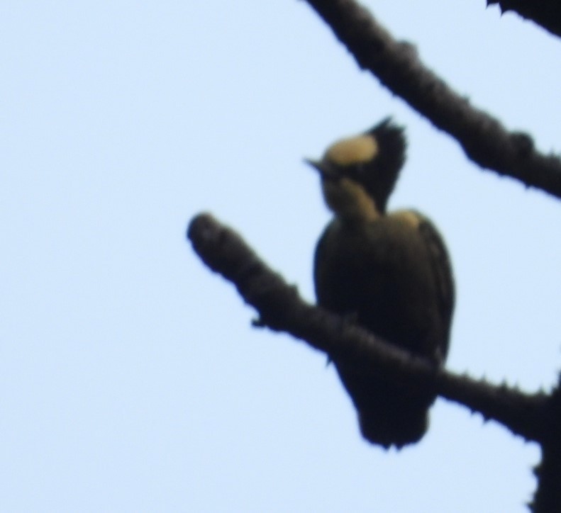 Heart-spotted Woodpecker - ML300153381