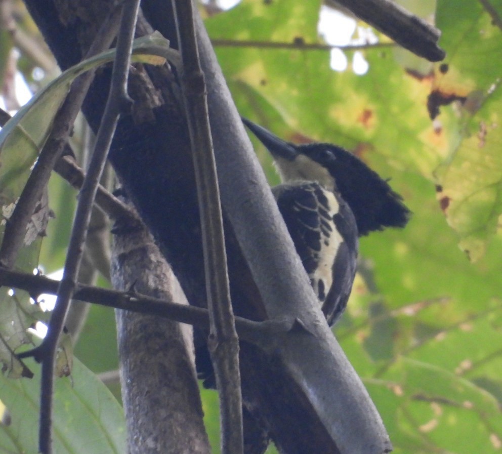 Heart-spotted Woodpecker - ML300153401