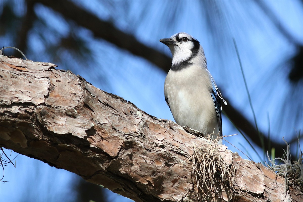 Blue Jay - Margaret Viens