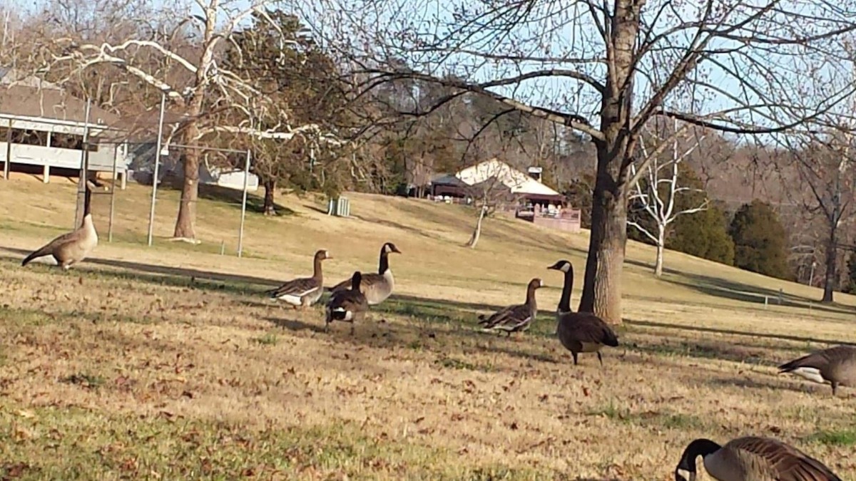 Greater White-fronted Goose - ML300153871