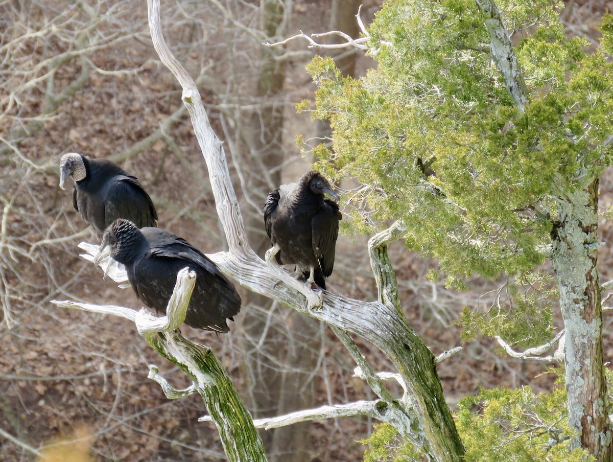 Black Vulture - ML300155181