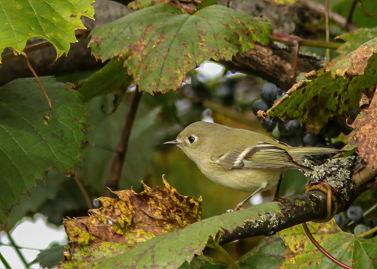 Ruby-crowned Kinglet - Marc Boisvert