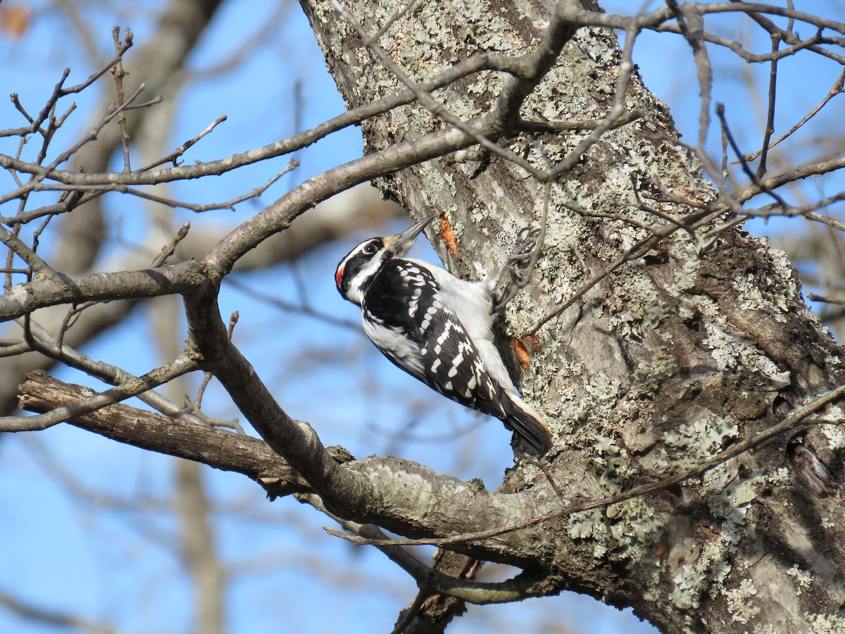 Hairy Woodpecker - ML300157321