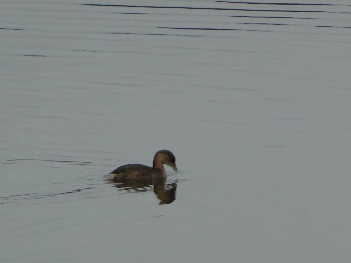 Little Grebe - ML300157511