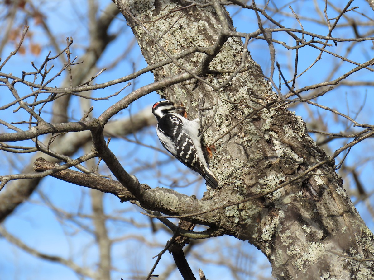 Hairy Woodpecker - ML300158691