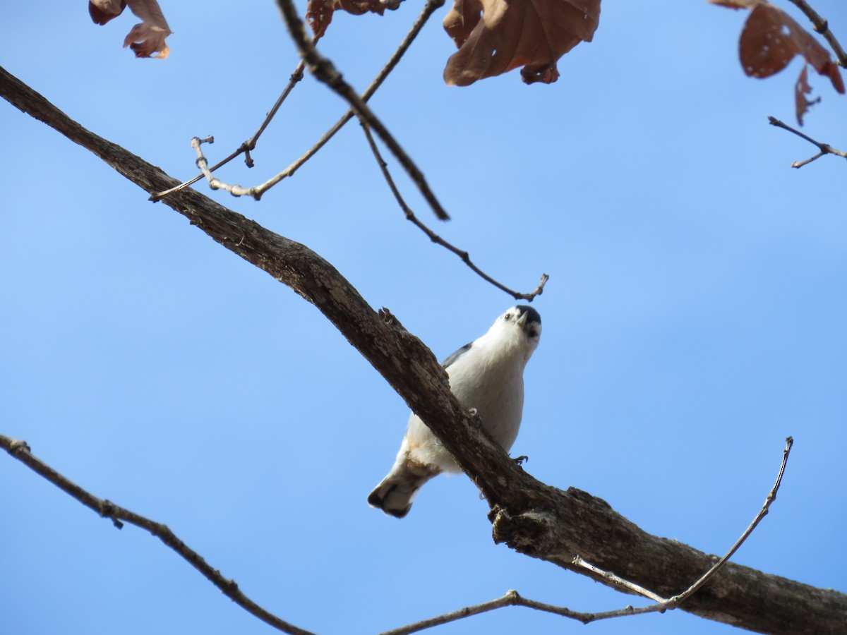 White-breasted Nuthatch - ML300160061