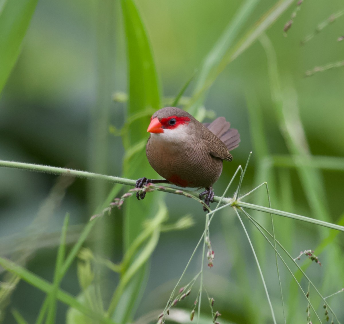 Common Waxbill - Liam Ragan