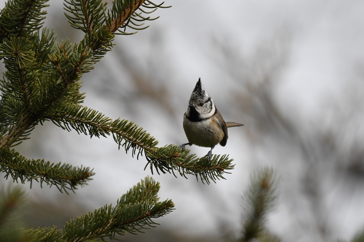 Crested Tit - ML300162601