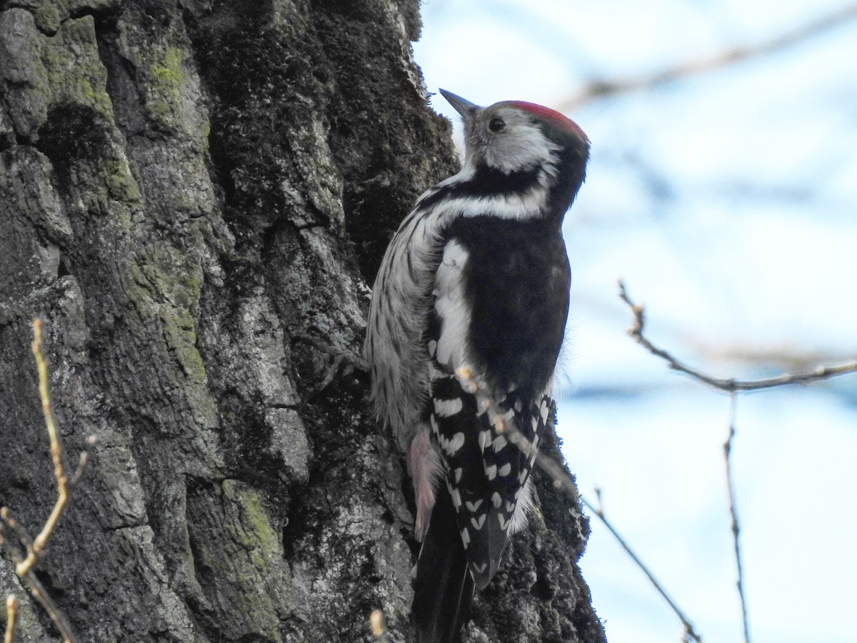 Middle Spotted Woodpecker - ML300163951