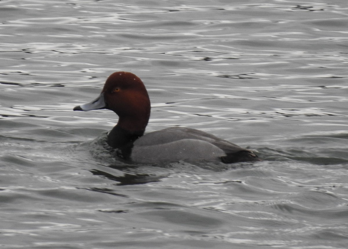 Redhead - ML300164081