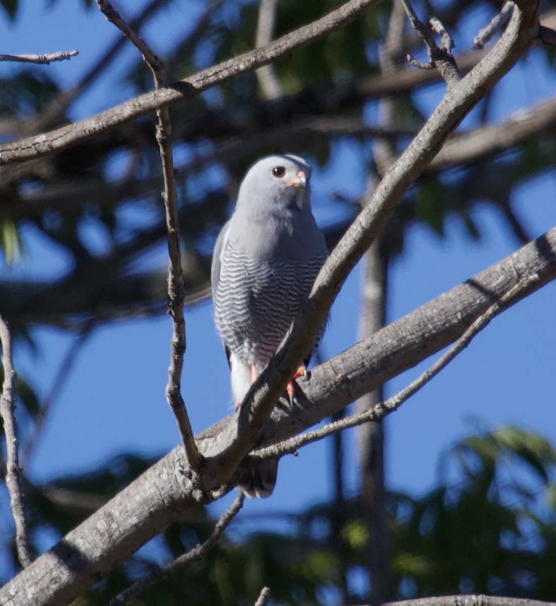 Lizard Buzzard - ML300164181