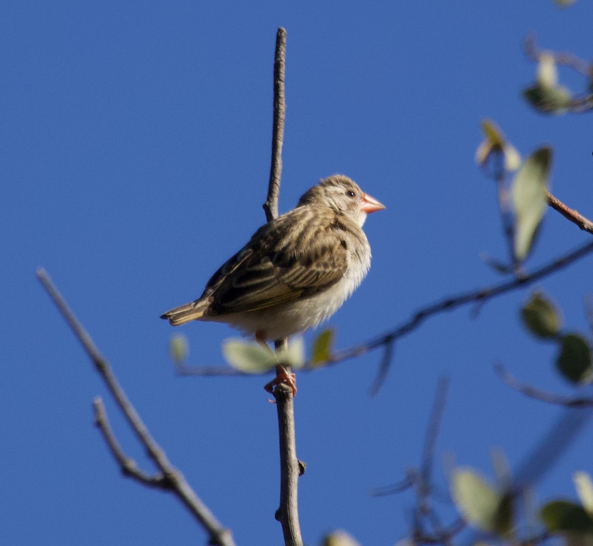 Village Indigobird - ML300164501