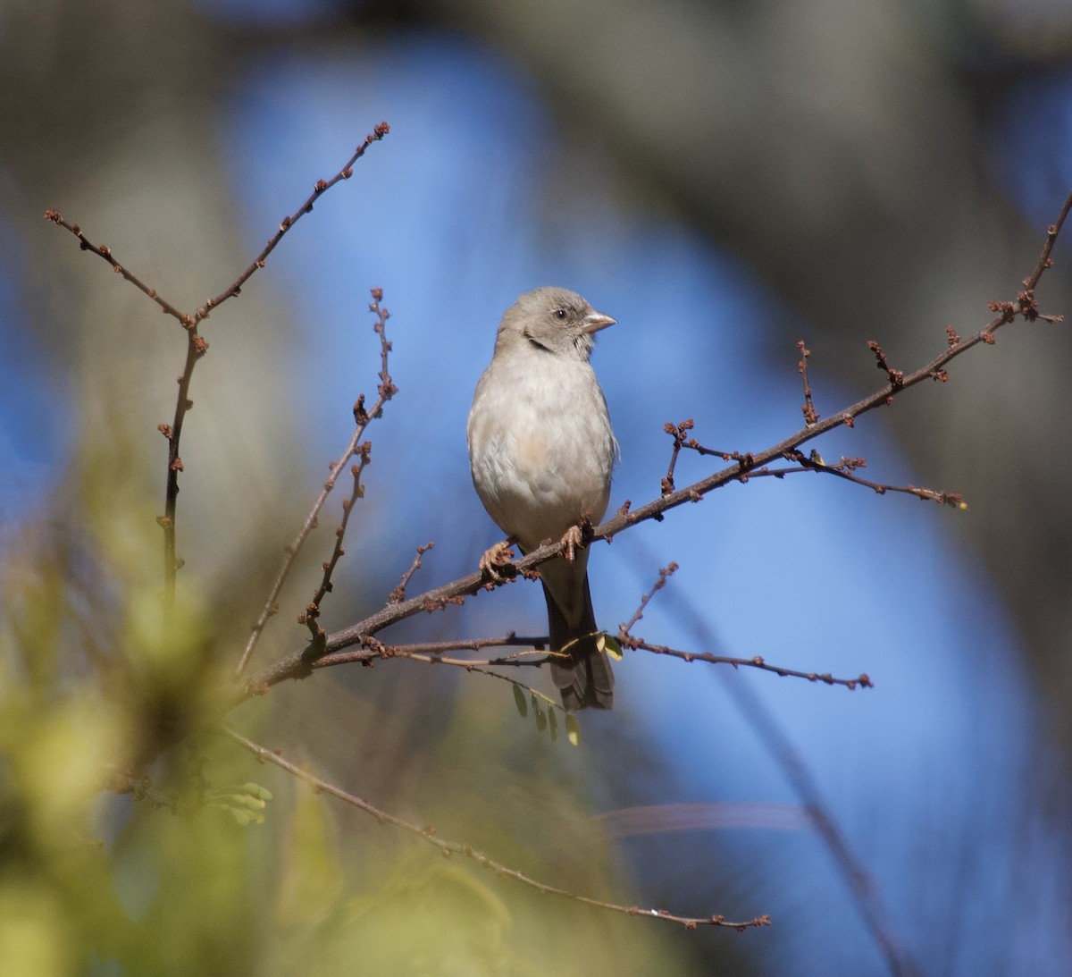 Southern Gray-headed Sparrow - ML300164551