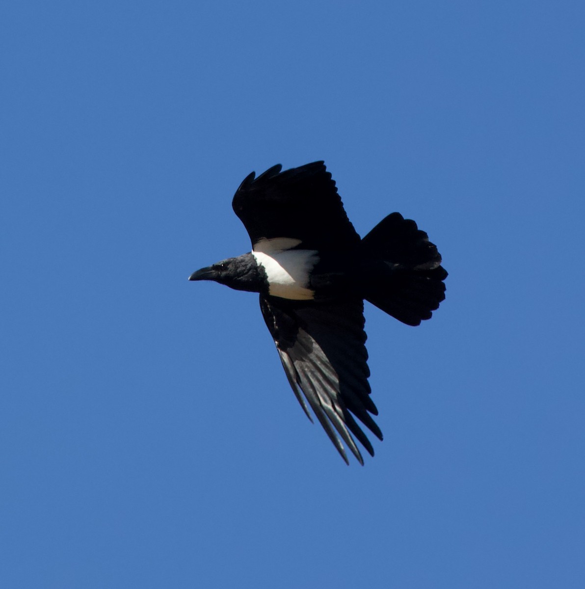 Pied Crow - ML300164581