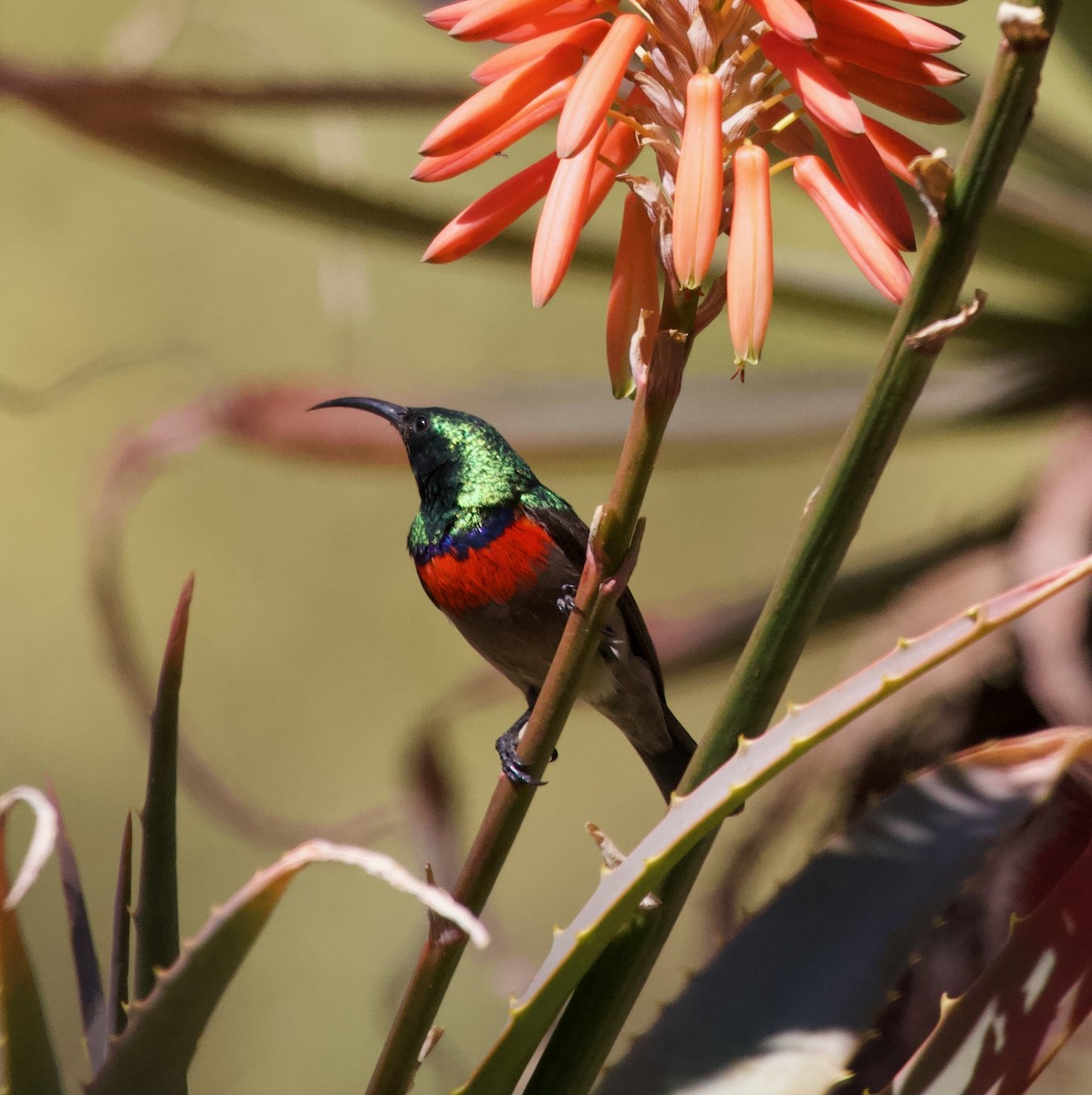 Eastern Miombo Sunbird - ML300164621