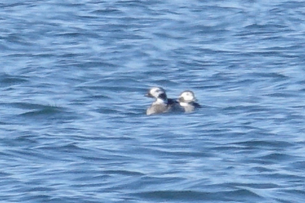 Long-tailed Duck - Dave Williams