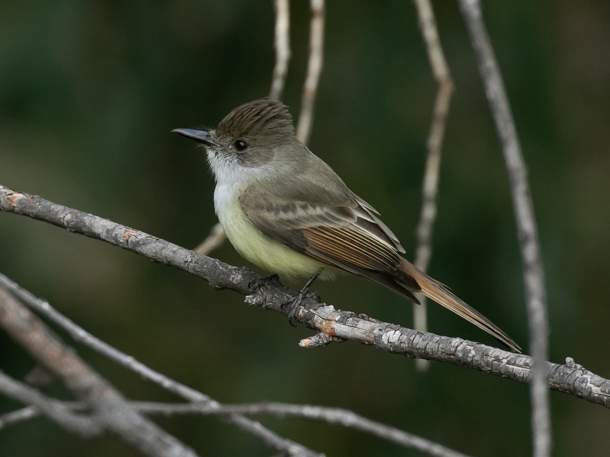 Dusky-capped Flycatcher - Spencer Seale