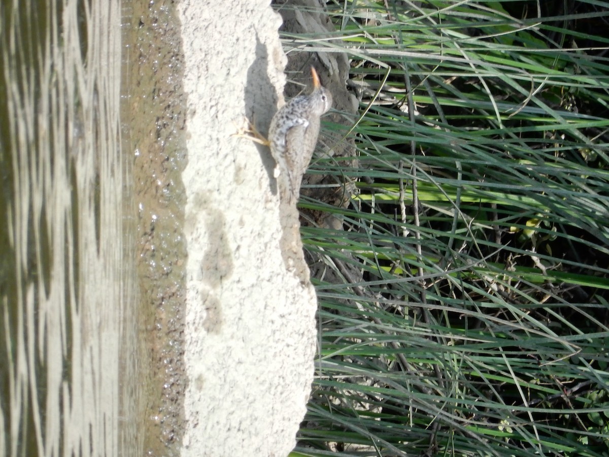 Spotted Sandpiper - ML30016691