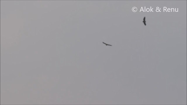 Indian Vulture - ML300166971