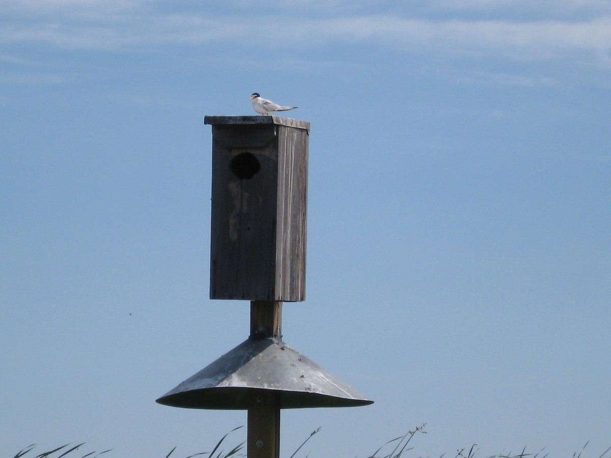 Least Tern - ML30016741