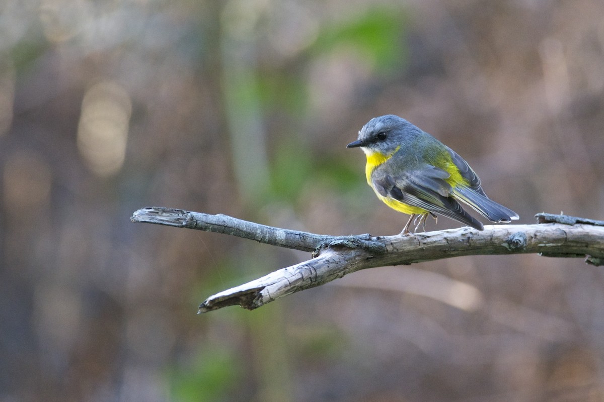 Eastern Yellow Robin - ML300167411