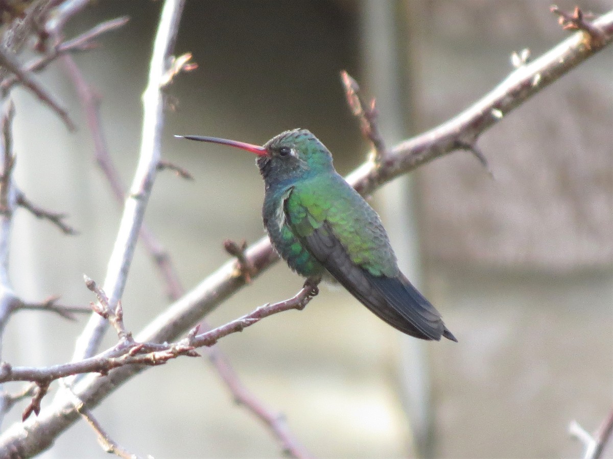 Broad-billed Hummingbird - ML300167451