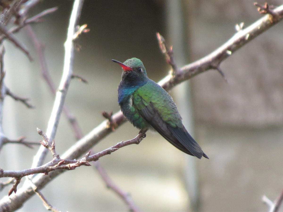 Broad-billed Hummingbird - ML300167521