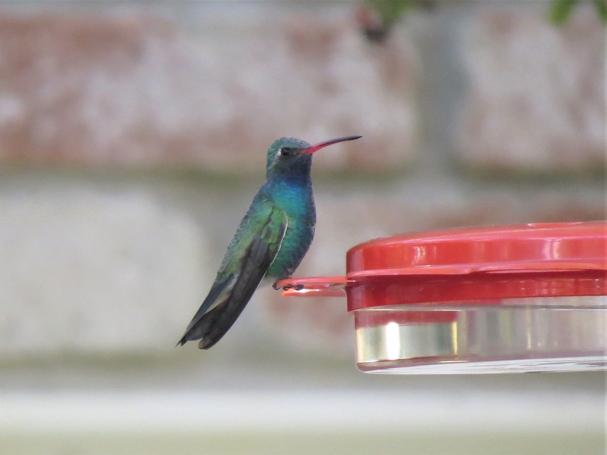 kolibřík širokozobý - ML300167551