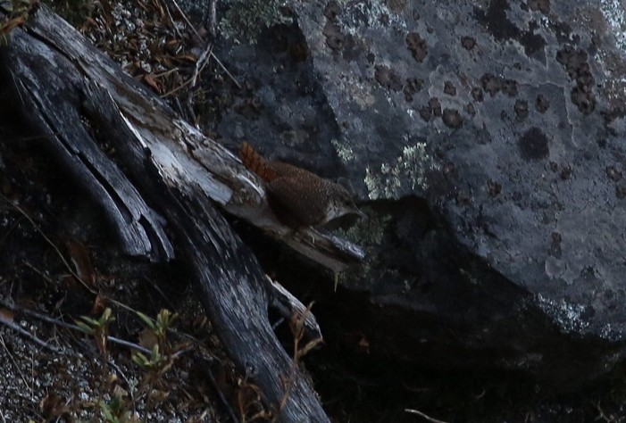 Canyon Wren - ML300168971