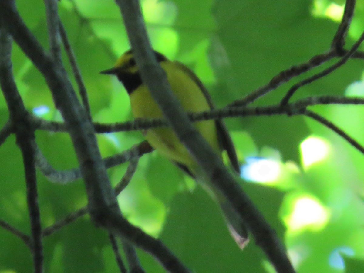 Hooded Warbler - ML30016971