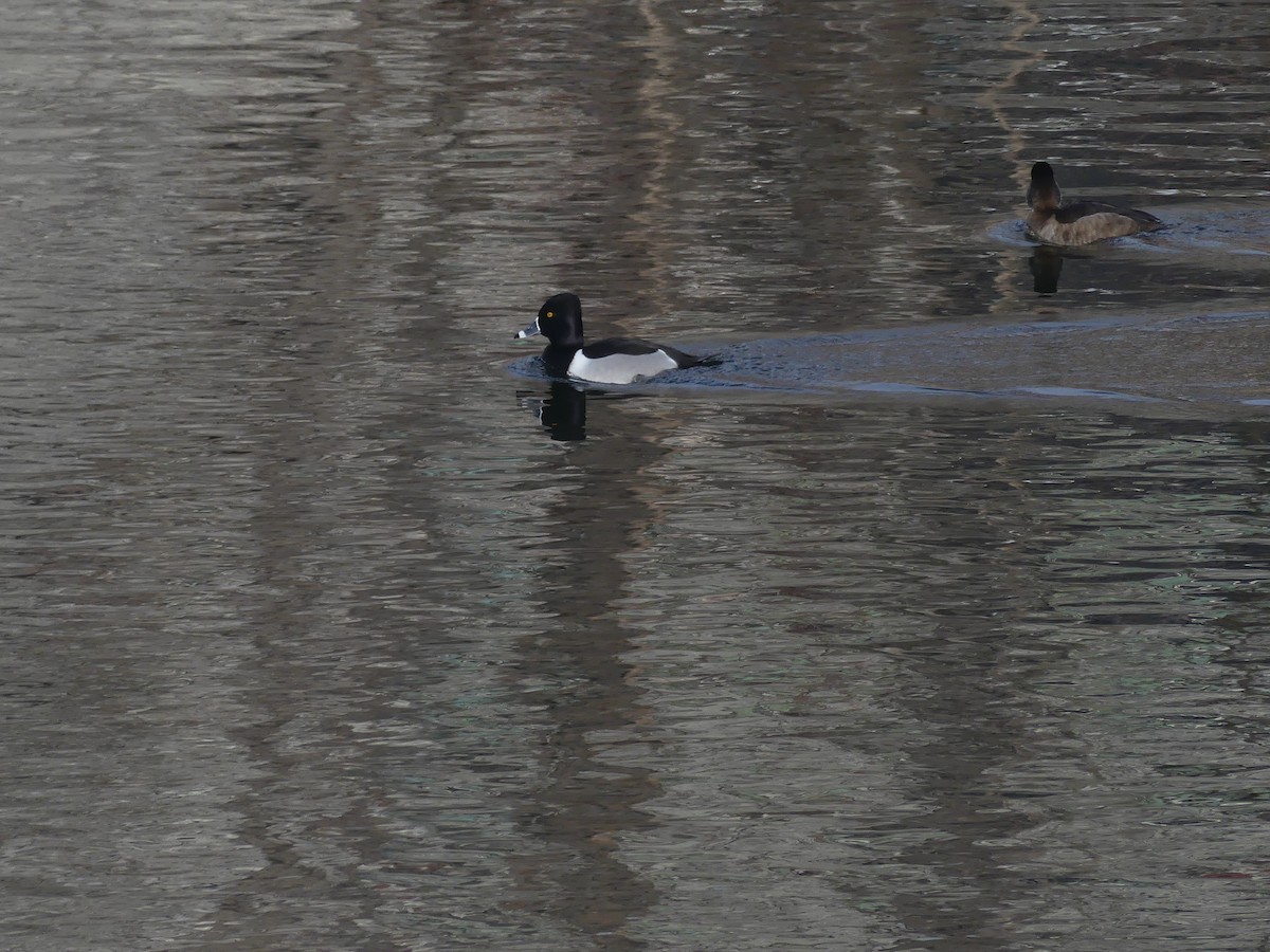 Ring-necked Duck - ML300172511