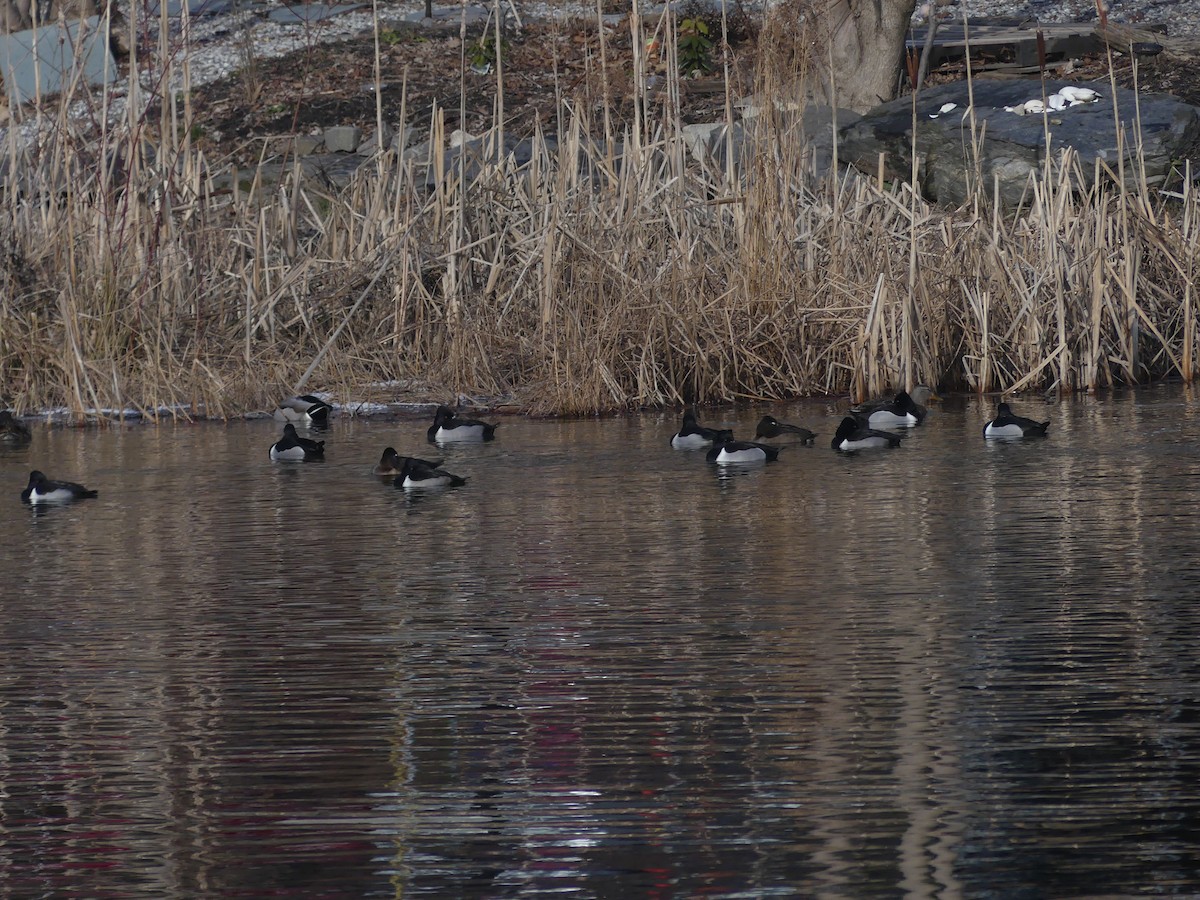 Ring-necked Duck - ML300172541