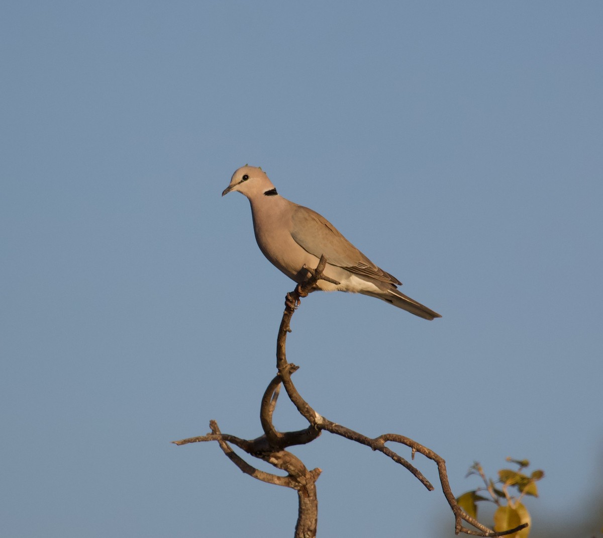Ring-necked Dove - ML300173121