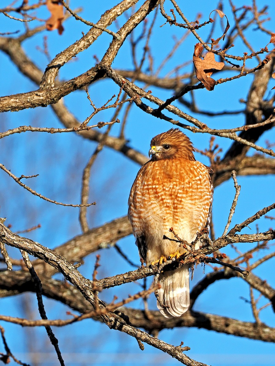 Red-shouldered Hawk - ML300174881