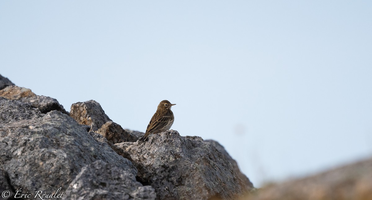 Meadow Pipit - ML300176011