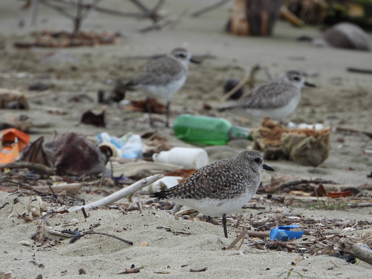 Black-bellied Plover - Joel Amaya (BirdwatchingRoatan.com)