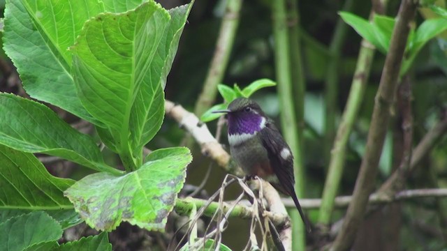 Colibrí de Mitchell - ML300179011