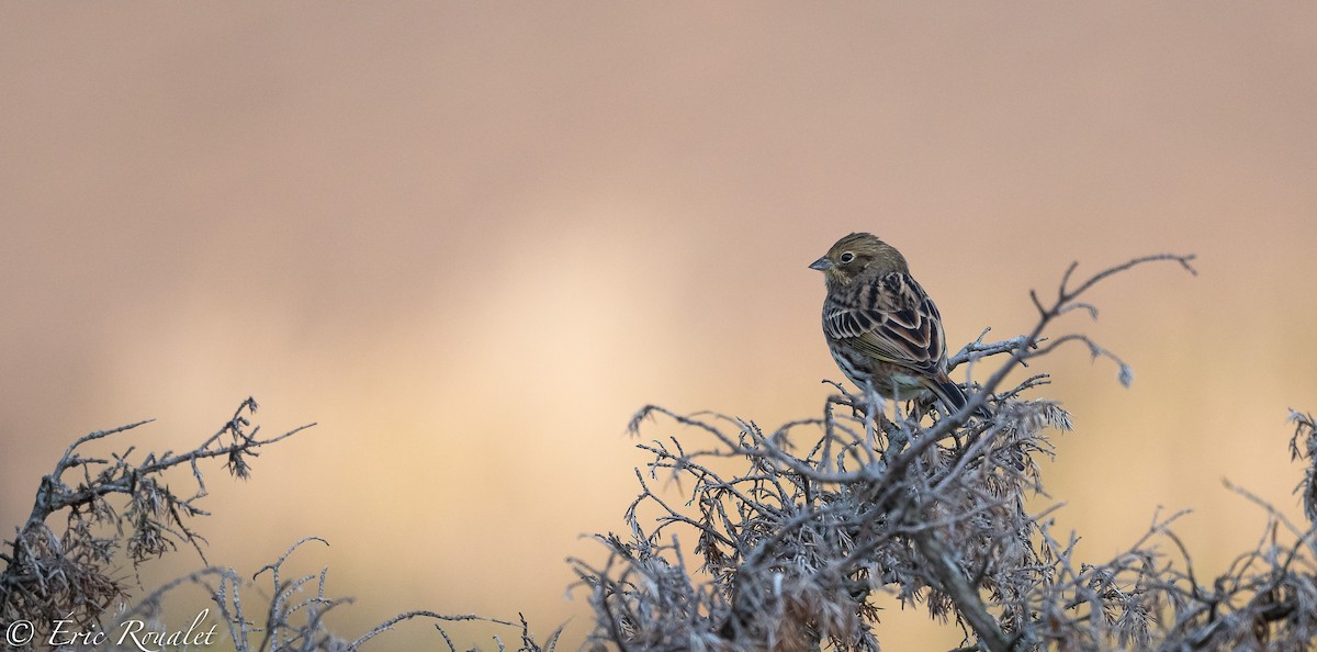 Yellowhammer - ML300179681